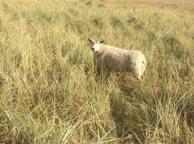 Harlequartier Im Wikingerhof Direkt An Der Harle Apartamento *